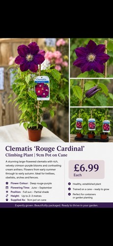 Clematis rouge cardinal - clematis,