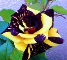 Dragon Tiger Rose  Seeds Black &Yellow Garden Plant Flower  Viable Seeds UK