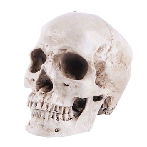 Life size human skull model - life,