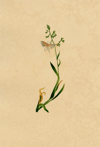 White plume moth pterophorus - moth, (pterophorus