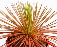 Agave stricta form rubra - -