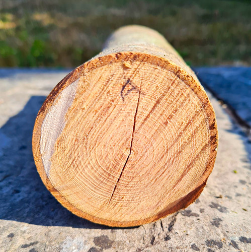 Round timber ash log section - ash,