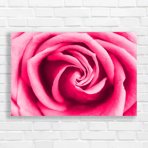 Beautifully blooming roses - roses, a