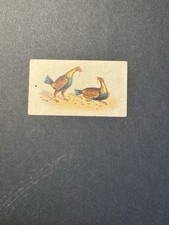 Fighting Cocks Cigarette Card (no 15)  Game Fowl