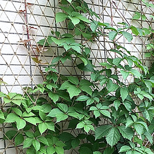 M plant support - m,