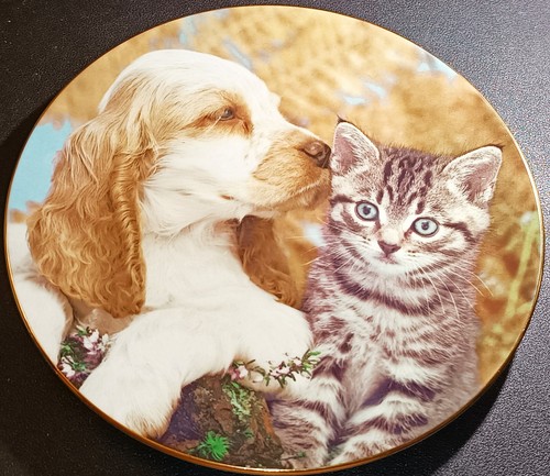Royal worcester spaniel dog - royal,
