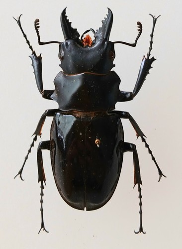 Odontolabis dalmanni - odontolabis,