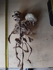 Co-joined Human Fetal Skeleton 3 Resin Replica - Curiosity Macabre Goth Prop