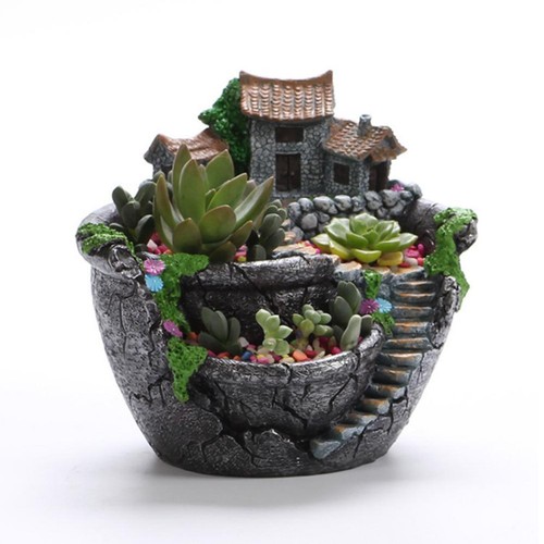 Plants pot succulent - succulent,