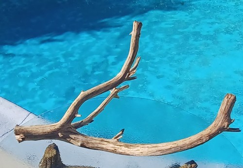 Large driftwood manzanita - driftwood,