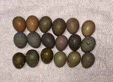 Button Quail Hatching Eggs