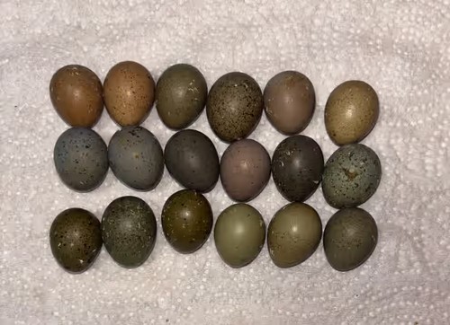 Button quail hatching eggs - button,