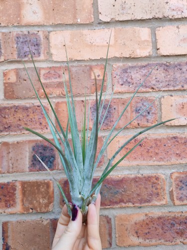 Large tillandsia air plant - large,