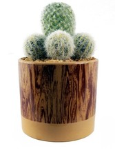Artificial Cactus Plant Cacti