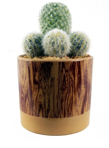 Artificial cactus plant - artificial, cacti