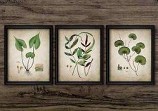 Ferns Print Set of 3, Vintage