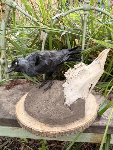 Taxidermy jack daw animal - daw, &