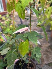 Amur Maple tree saplings