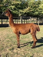 Unforgotton's Multi Champion