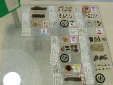 CASE OF 22 MICROSCOPE SLIDES; PREPARED SLIDES FOR LOW POWER STEREO MICROSCOPE