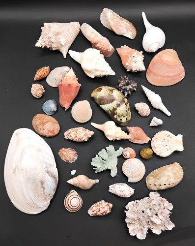 Lot seashells m l - of, s-m-l-