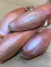 Echalion Banana Shallots -