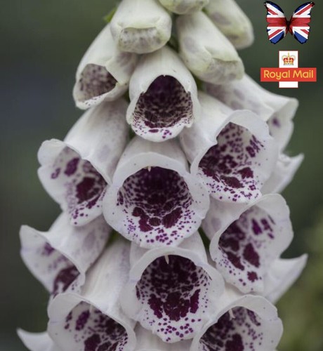 Foxgloves 100 seeds elsie - 100,
