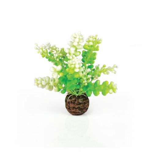 Biorb caulerpa green - caulerpa,