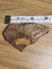 WOW!Triceratops Skull Fossil. Excellent Detail. Hell Creek Dinosaur Bone Ref7901