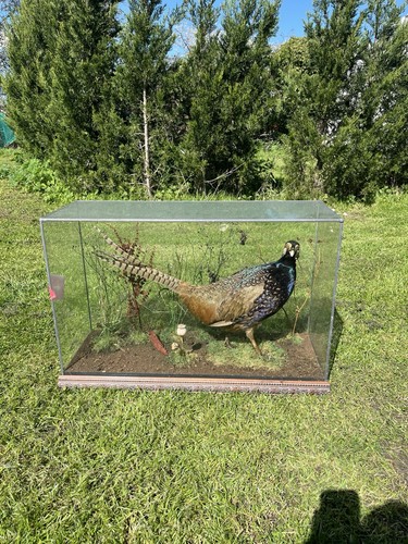 Rare melanistic pheasant - melanistic,