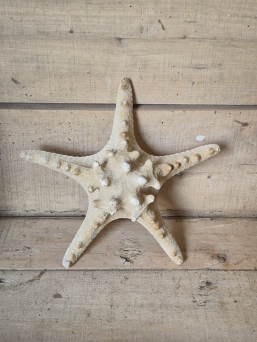 Taxidermy vintage starfish - taxidermy,