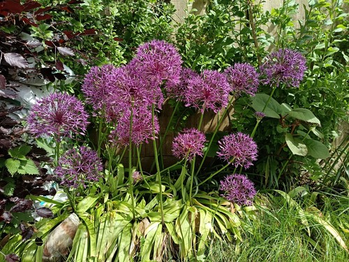 Giant purple allium - giant,