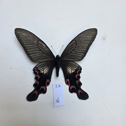 Papilio elwesi set specimen - papilio,