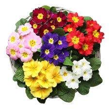 Winter Bedding Plants -