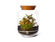DIY Terrarium Kit with Plants Glass Decorations Ecosystem Garden Kids Activity