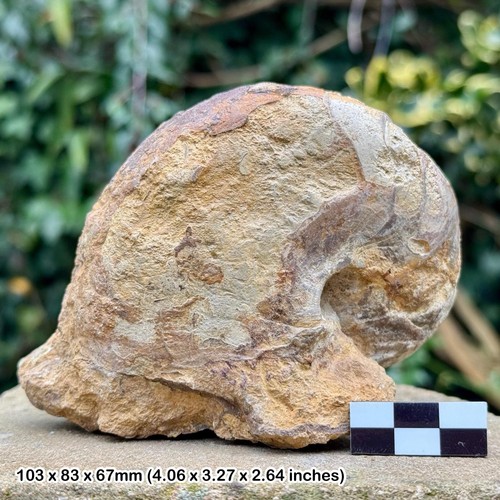Rare cenoceras inornatum