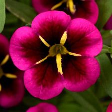 Million Bells Hanging Basket
