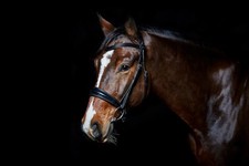 Elevator Performance Cavesson Bridle