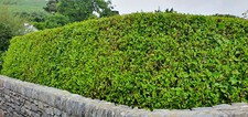 10 Bushy Griselinia Hedging Plants 60-80cm Potted Fast Growing Evergreen Hedge