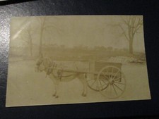 Postcard - Horse or donkey