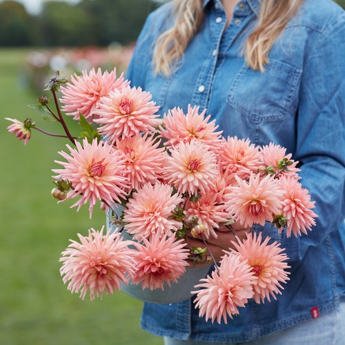 Dahlia tuber preference - dahlia,