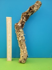 CORK BARK BRANCH 43CM SNAKE