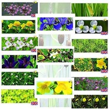 Marginal plants - plants, x