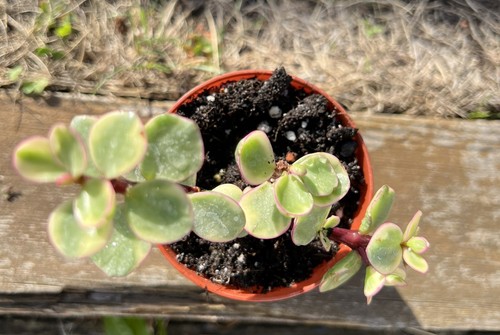 Portulacaria afra variegata - portulacaria,