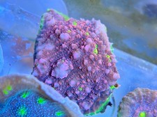 Large Watermelon Chalice LPS Coral *Combine Post*