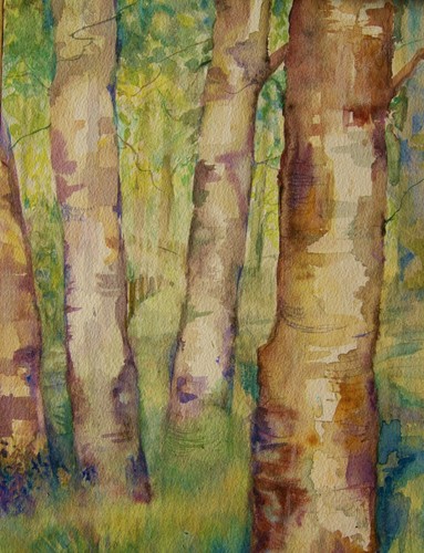 Silver birch trees woodland
