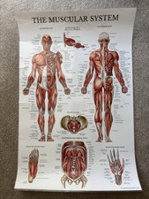 Anatomy A2 Poster - The