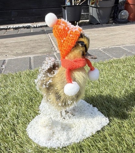 Winter theme taxidermy - winter,