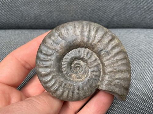 Prepared hildoceras sp - 3d,