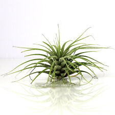 Tillandsia IONANTHA GREEN Air